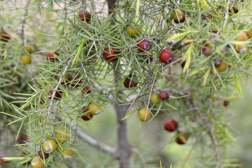 Juniperus oxycedrus