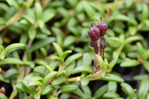 Kalmia procumbens