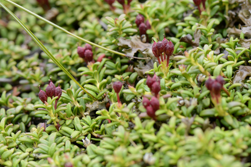 Kalmia procumbens