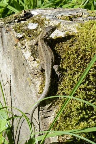 Lacerta agilis