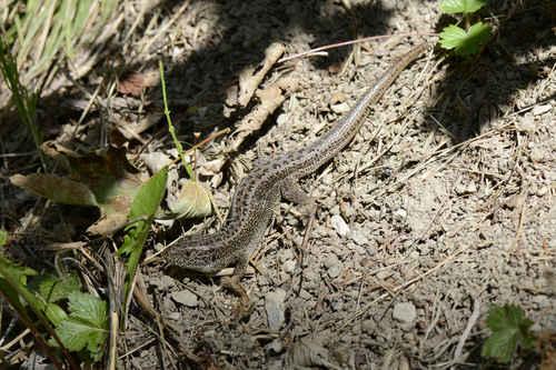 Lacerta agilis