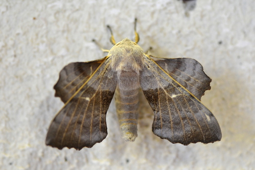 Laothoe populi