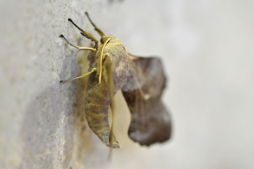Laothoe populi