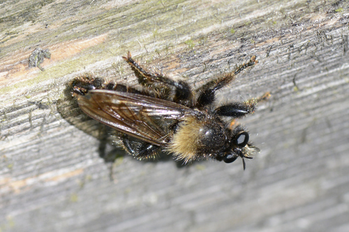Laphria ephippium