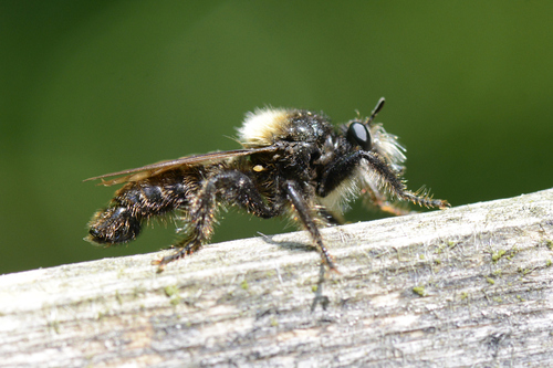Laphria ephippium