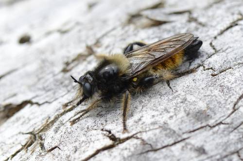Laphria flava