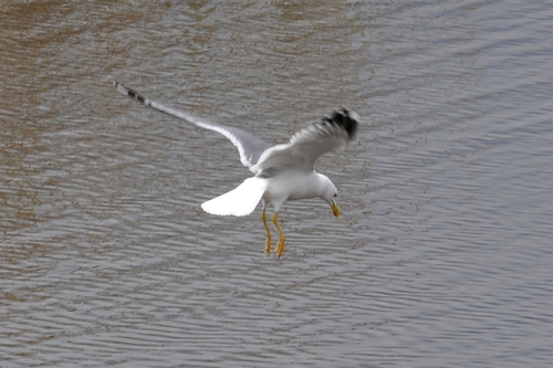 Larus michahellis