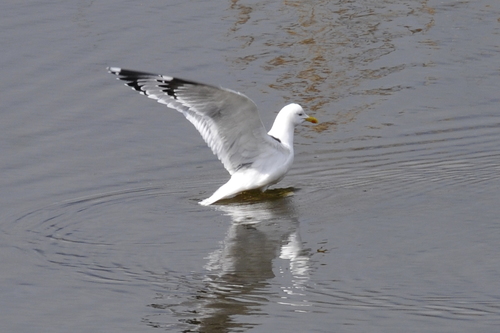 Larus michahellis
