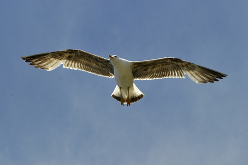 Larus michahellis