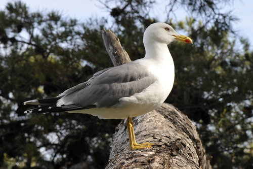 Larus michahellis