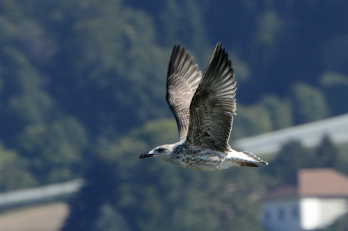 Larus michahellis