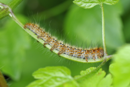 Lasiocampa quercus