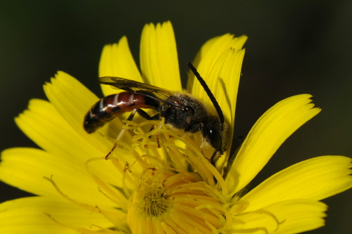 Lasioglossum