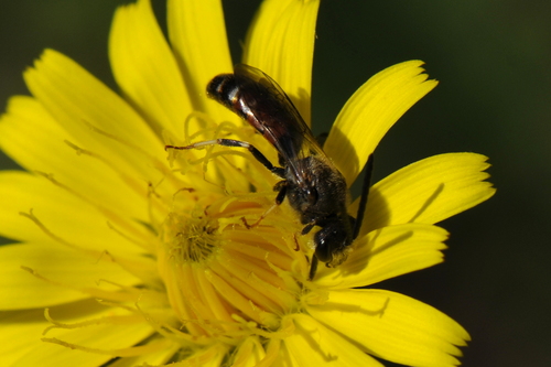 Lasioglossum