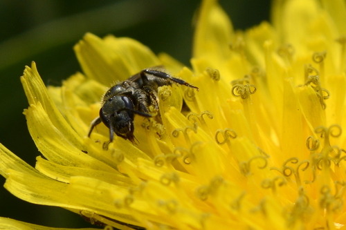 Lasioglossum