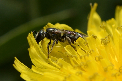 Lasioglossum
