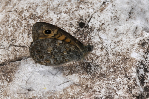 Lasiommata megera