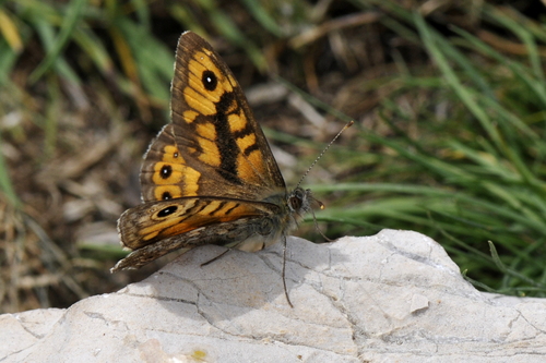 Lasiommata megera