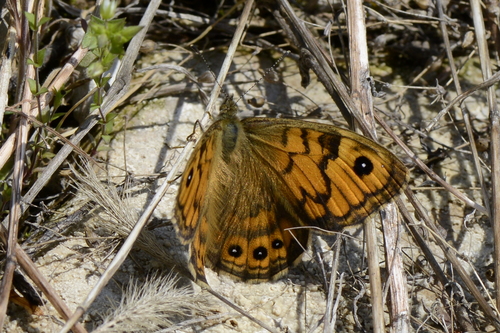 Lasiommata megera