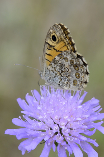 Lasiommata megera
