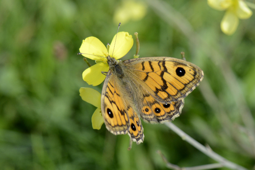 Lasiommata megera