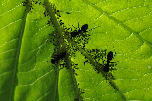 Lasius fuliginosus
