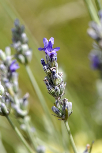 Lavandula angustifolia
