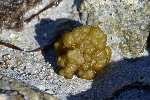 Leathesia marina