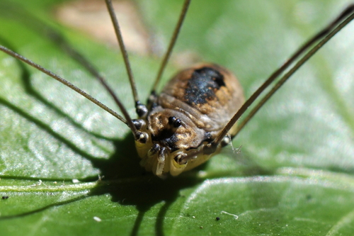 Leiobunum rotundum