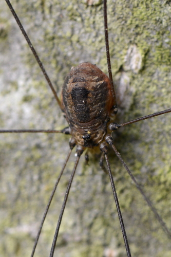 Leiobunum rotundum