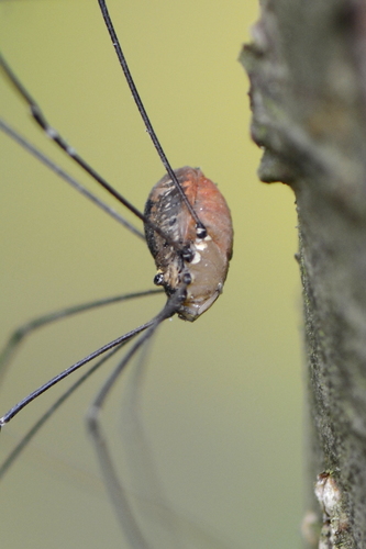 Leiobunum rotundum