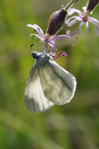 Leptidea