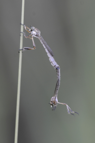 Leptogaster cylindrica