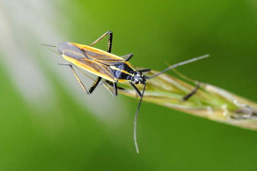Leptopterna dolabrata