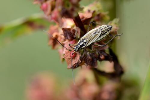 Leptopterna dolabrata