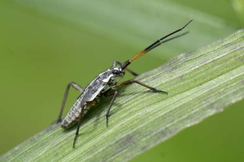 Leptopterna dolabrata