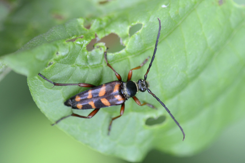 Leptura aurulenta