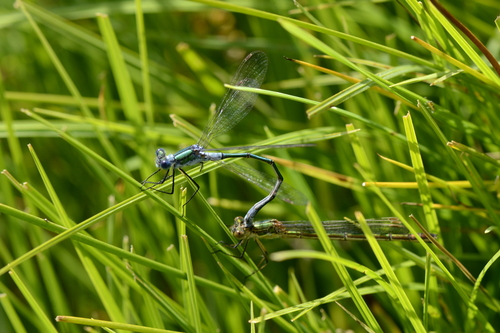 Lestes sponsa