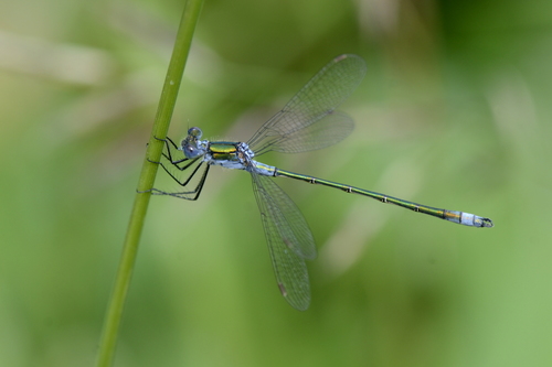 Lestes sponsa