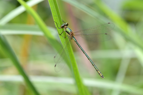 Lestes sponsa