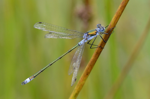 Lestes sponsa