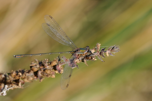 Lestes viridis