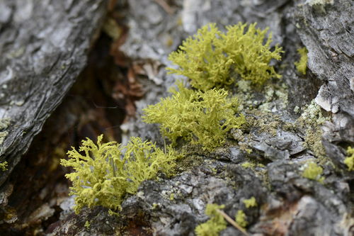 Letharia vulpina