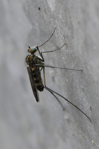 Liancalus virens