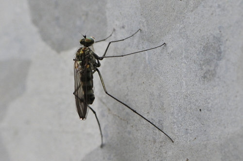 Liancalus virens