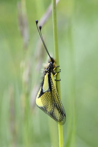 Libelloides coccajus