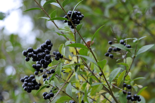 Ligustrum vulgare