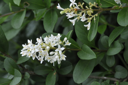 Ligustrum vulgare