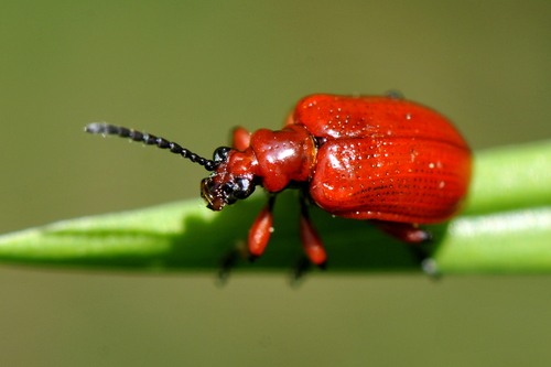 Lilioceris merdigera Lilioceris merdigera