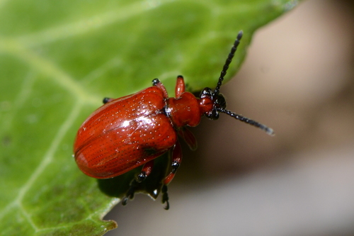 Lilioceris merdigera Lilioceris merdigera